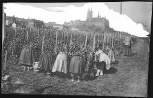 Meißen. Meißner Weinlese mit Winzerinnen