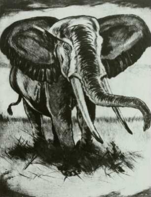 Afrikanischer Elefant