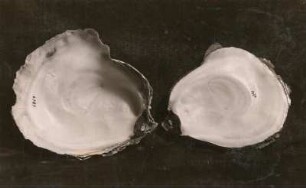 Gemeine Auster (Ostrea edulis), aufgeklappte Schale. Verwalter: Museum für Tierkunde Dresden