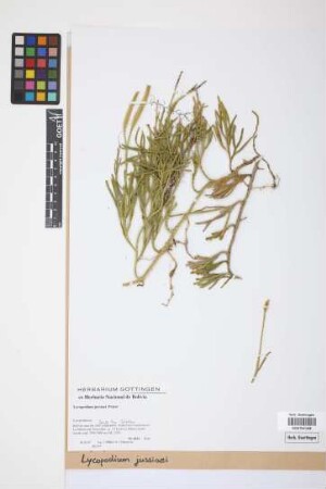 Lycopodium jussiaei Desv. ex Poir.