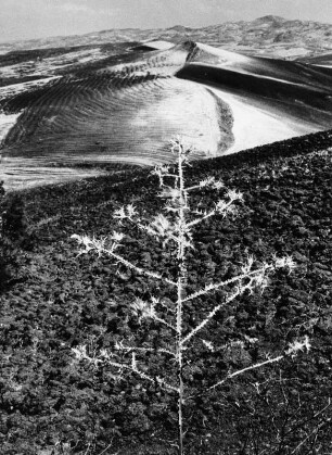 Dünenlandschaft mit karger Vegetation