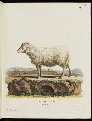 CCXC B Ovis Aries Linn. leptura. Femina.