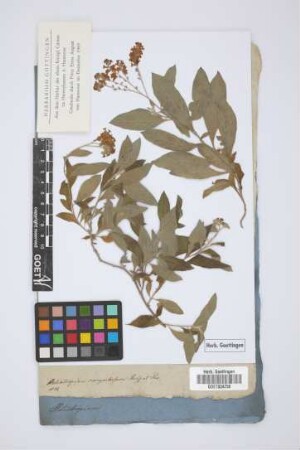 Heliotropium corymbosum Ruiz et Pav.