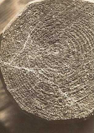 Europa. Myzel eines Pilzes auf Holz