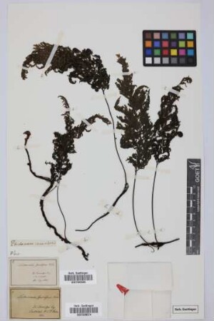 Trichomanes canariensis L.