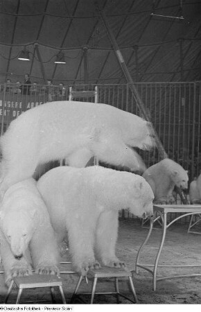 Zirkusdarbietung mit Eisbären