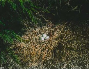 Vögel. Stelzen (Motacilla). Nest der gelben Bachstelze