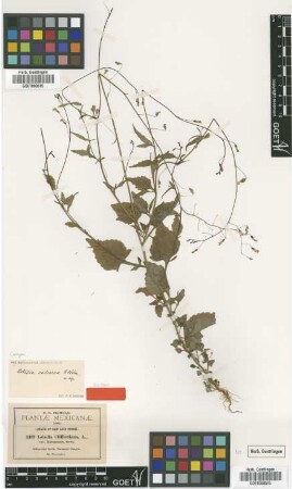 Lobelia cliffortiana L. var. (Kunth) A.Gray xalapensis