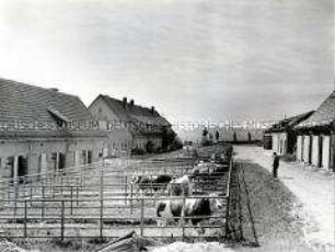 Zuchtbullen des VEB Besamung Göschwitz
