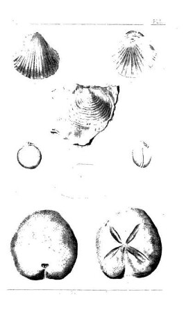 Productus punctatus, Martin