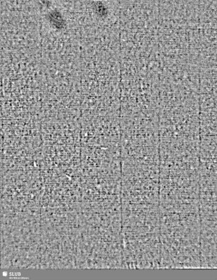 Lilienschild + Buchstaben IESV / Buchstaben LW = Cemb.I: S.9/10