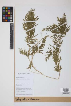 Selaginella willdenowii (Desv.) Baker