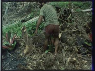 Nalumin (Papua-Neuguinea, Star Mountains) - Geheimer Pflanzzauber