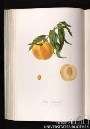 Pesca Moscatella