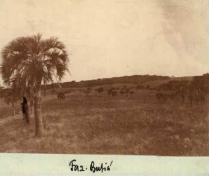 Faz. Butiá