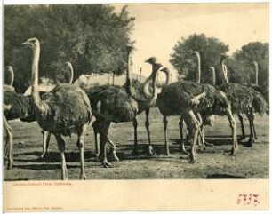 South Pasadena, Kalifornien. Cawston Ostrich Farm, Cal.