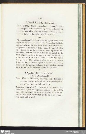 Sigaretus, Lamarck