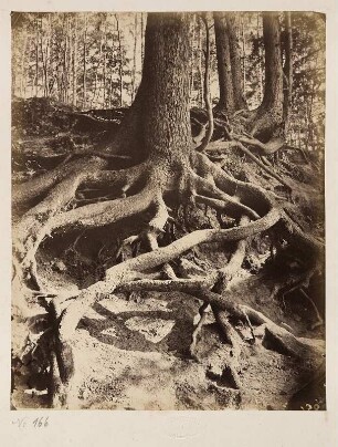 Grosse Fichtenwurzel : Album mit Ledereinband, Metallschließe, Metallknöpfe in allen vier Ecken, bezeichnet goldgeprägt Mitte: ALBUM, bezeichnet typografisch auf Papieretikett oben Mitte: 451, auf 32 Seiten aus Karton mit Goldschnitt 32 aufgeklebte Albuminpapierabzüge; Seiten: je 22,5 x 29,5 cm, Album: 23,3 x 32 x 3,4 cm (1880/1890). Dresden: SLUB/DF 2024.D.8