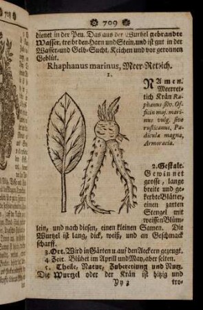 709-720, Rhaphanus marinus - Ricinus