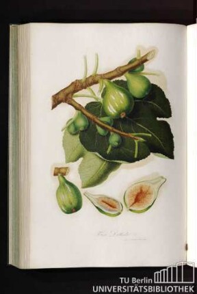 Fico Dottato