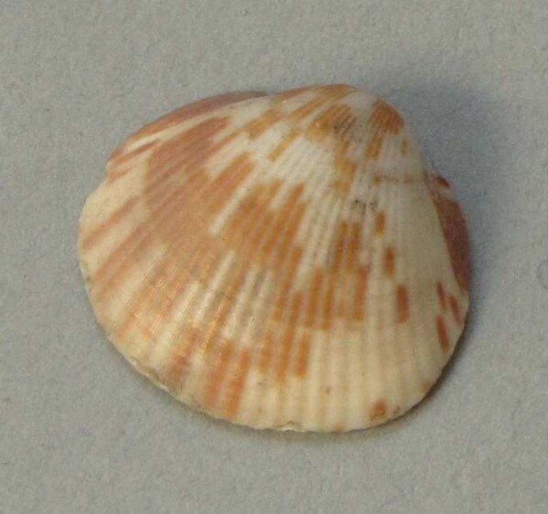 Muschelschale als Anhänger