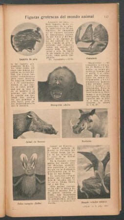 Figuras grotescas del mundo animal