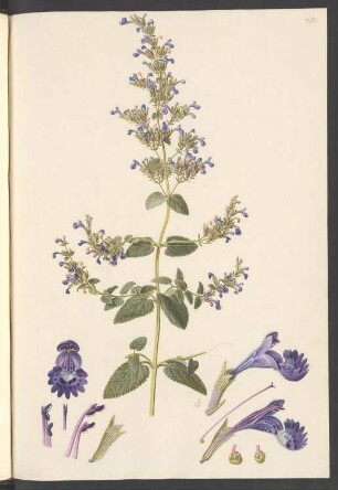 Nepeta melissaefolia, Blatt 251