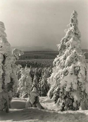 Erzgebirge. Im Winterwald auf dem Kahleberg