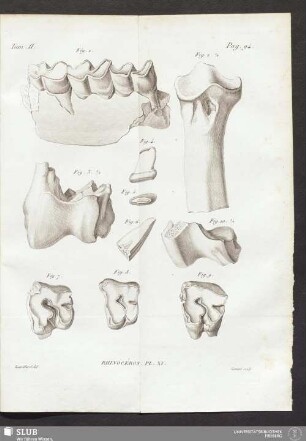 Rhinocéros Pl. XV