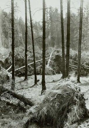 Moritzburg-Radeberger Platte: Massenei bei Arnsdorf. Starke Sturmschäden im Kiefern- und Fichtenstangenbestand 4.VII.1929