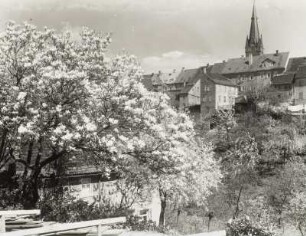 Leisnig : Leisnig. Stadtteilansicht von Südwesten mit Turm der Stadtkirche St. Matthäus und blühender Magnolie