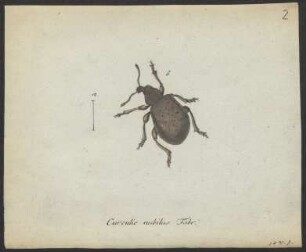 Curculio. Colydium. Hypophloeus. Cerylon. Bitoma. Lyctus. Catops. pag. 200-204.