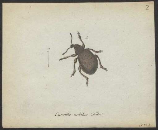 Curculio. Colydium. Hypophloeus. Cerylon. Bitoma. Lyctus. Catops. pag. 200-204.