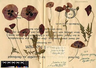 Papaveraceae Papaver syriacum [Jerusalem, Yerushalayim, El Quds, Al-Quds, Al Quds, El Quds Esh Sherif, Al-Muqaddas, Jérusalem, Gerusalemme, Jerusalén, Aelia Capitolina, Colonia Aelia Capitolina, Hierosolyma, Urusalim, Jerusalem]