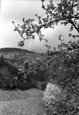 Glotterbad: Durch Blütenzweige auf Baumgruppe und Wald