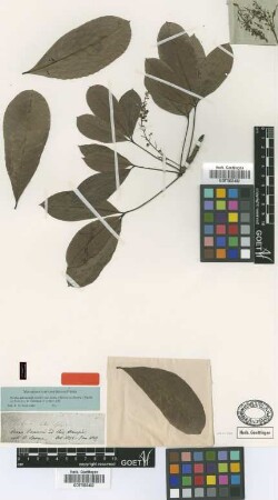 Siphonia lutea Spruce ex Benth. [type]