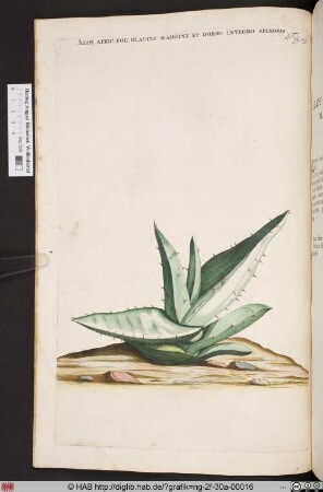 ALOE AFRIC: FOL: GLAUCIS MARGINE ET DORSO INTEGRO SPINOSIS.