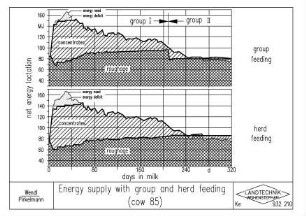 Energie supply with group and herd feeding (cow 85)