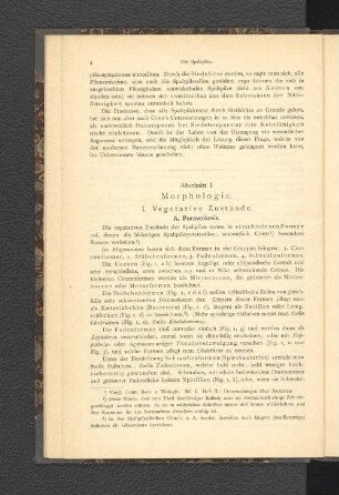 Abschnitt I. Morphologie.