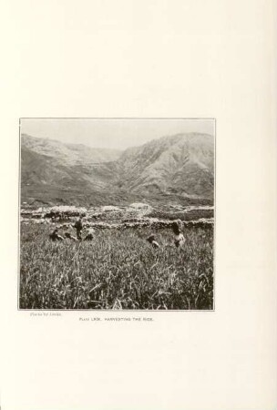 Plate LXIX. Harvesting the rice