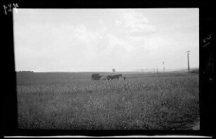 Bei Saint-Quentin (Dep. Aisne, Frankreich): Zweispänner mit Wagenkarren auf einem Feld (Distanzaufnahme)