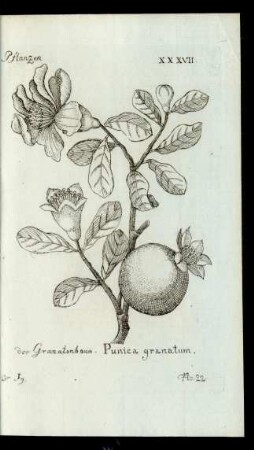 No. 22. der Granatenbaum. Punica granatum.