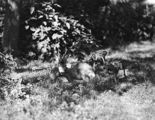 Rehe. Rehbock mit zwei Kitzen