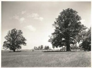 Alte Eichen in Rackel bei Baruth