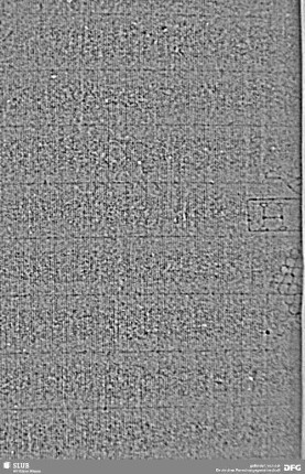 Wasserzeichen S.13_14
