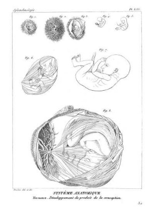 Pl. LXX. Systême Anatomique. Homme Dévéloppement du produit de la conception.
