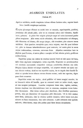 AGARICUS UNDULATUS.