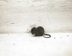 Hausmaus (Mus musculus L.) vor der Röhre