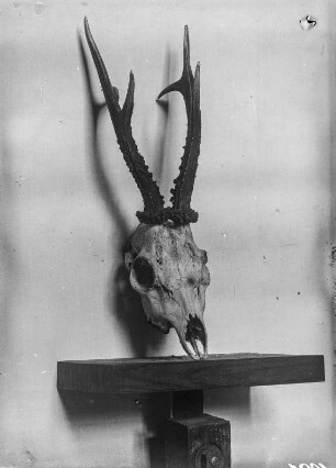 Rehschädel mit Gehörn : Schädel und Gehörn eines Rehs (Capreolus capreolus Linnaeus).