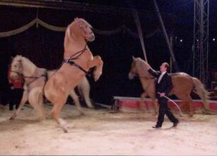 Circus Berolina, ohne Ortsangabe, 2012